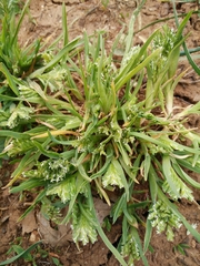 Sclerochloa dura