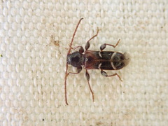 Phymatodes alni