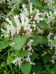 Lamium garganicum