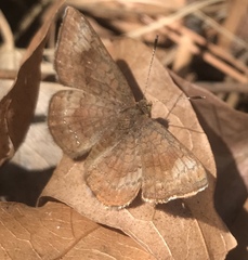 Calephelis arizonensis