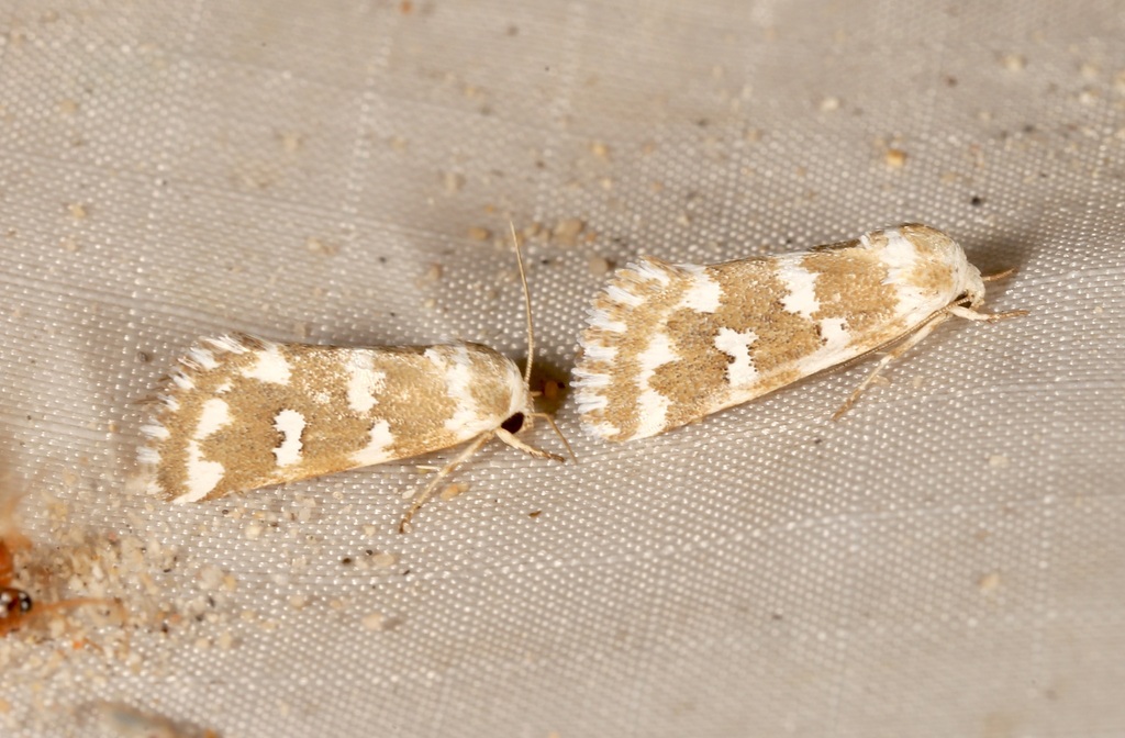Neotarache deserticola