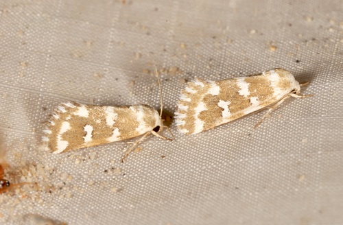 Neotarache deserticola