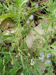Vicia orientalis