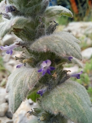 Ajuga orientalis