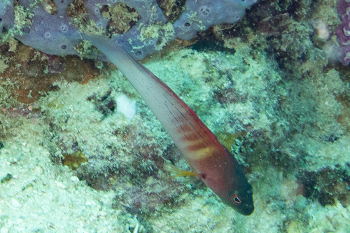Darkstriped dottyback (Labracinus cyclophthalmus) — Pseudochromidae — 5