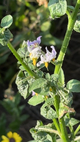 iNaturalist observation photo of greenspot nightshade