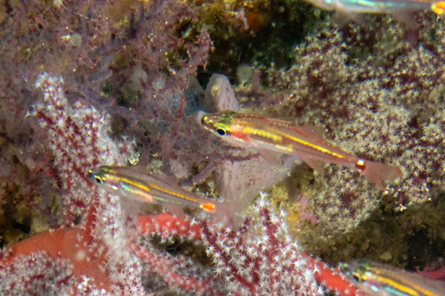 Blackvent cardinalfish (Ostorhinchus melanoproctus) — Apogonidae