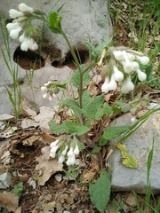 Symphytum brachycalyx