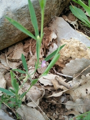 Lathyrus inconspicuus