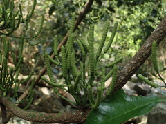 Gnetum luofuense