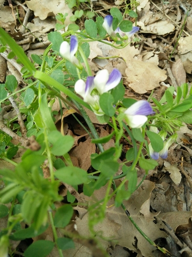 Vicia cypria