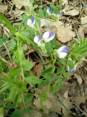 Vicia cypria