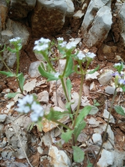 Valerianella echinata