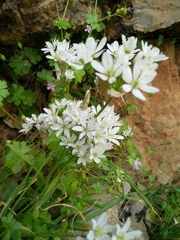 Allium trifoliatum
