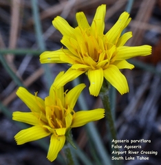 Agoseris parviflora