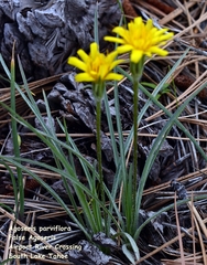 Agoseris parviflora