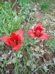 Tulipa agenensis