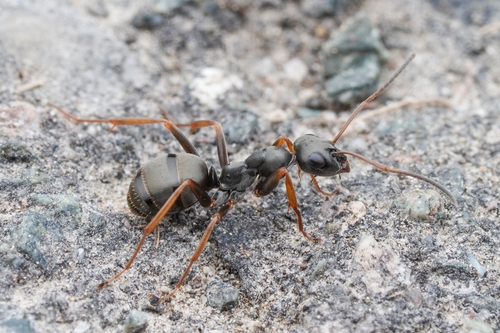 Grauwzwarte renmier, photo 2 of 10