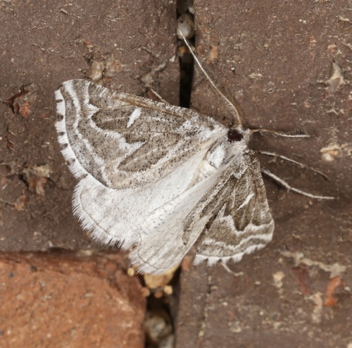 Sagebrush Girdle Moth photo 3