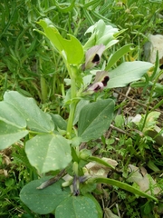 Vicia galilaea