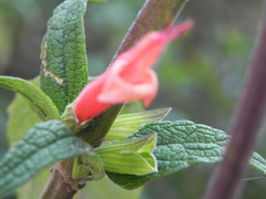 Salvia haenkei
