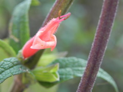 Salvia haenkei