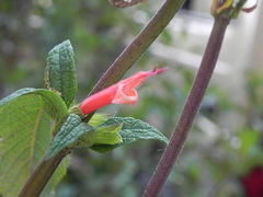 Salvia haenkei