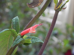 Salvia haenkei