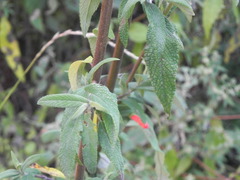 Salvia haenkei