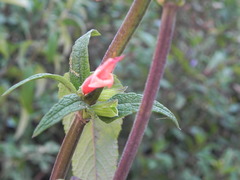 Salvia haenkei
