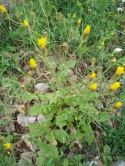 Crepis hierosolymitana