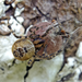 Tidarren sisyphoides - Photo (c) Eduardo Axel Recillas Bautista,  זכויות יוצרים חלקיות (CC BY-NC), הועלה על ידי Eduardo Axel Recillas Bautista