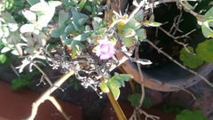 Oscularia vredenburgensis