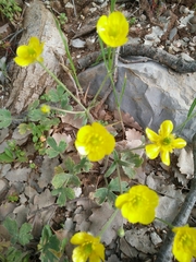 Ranunculus neocuneatus