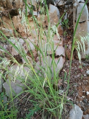 Arrhenatherum kotschyi