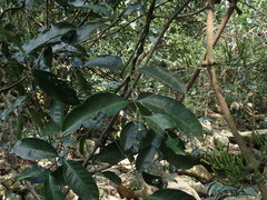 Gnetum luofuense