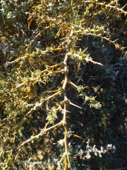 Aspalathus acanthophylla