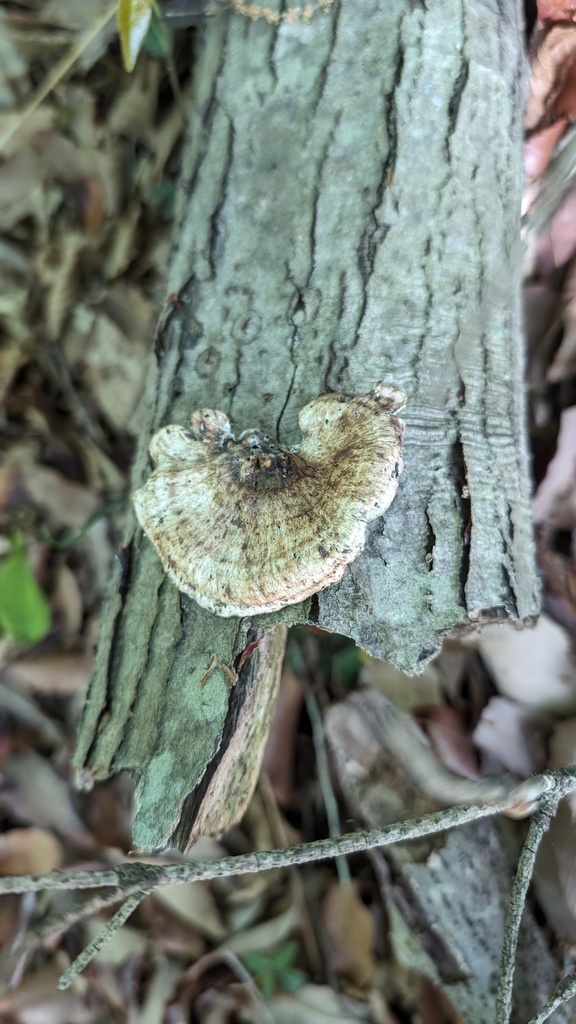 Microporus vernicipes · May 2024 · photo: © atsushi_nakajima_cirque (iNaturalist, cc-by)
