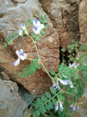 Vicia cypria