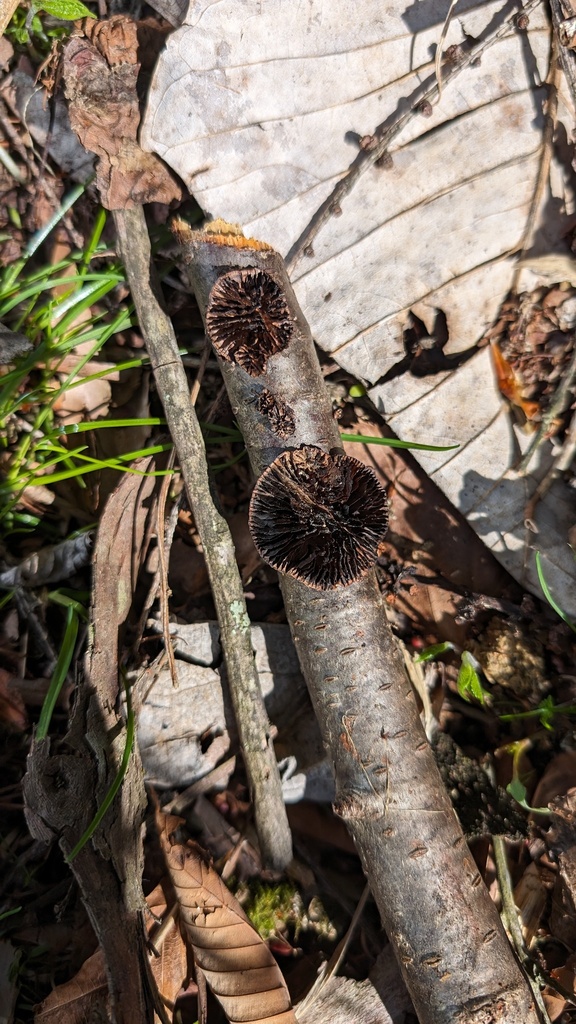 Daedaleopsis confragosa tricolor · May 2024 · photo: © atsushi_nakajima_cirque (iNaturalist, cc-by)