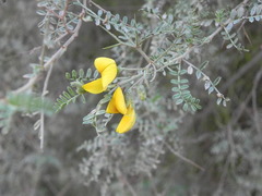 Adesmia miraflorensis