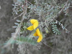 Adesmia miraflorensis