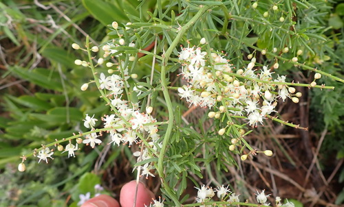 Asparagus aethiopicus