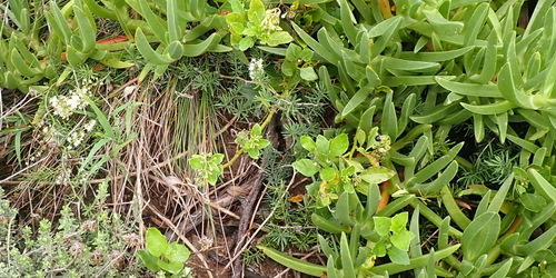 Asparagus aethiopicus