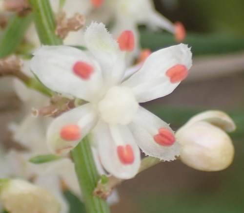 Asparagus aethiopicus