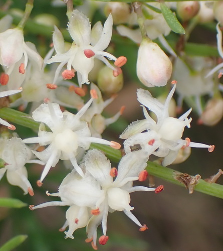Asparagus aethiopicus