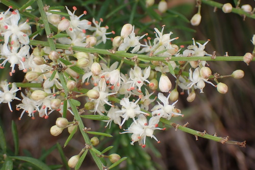 Asparagus aethiopicus