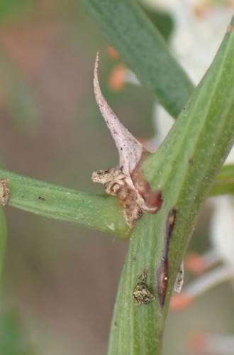 Asparagus aethiopicus