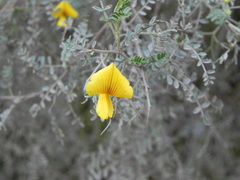 Adesmia miraflorensis