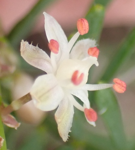 Asparagus aethiopicus